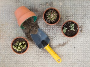 Plantation alternatif